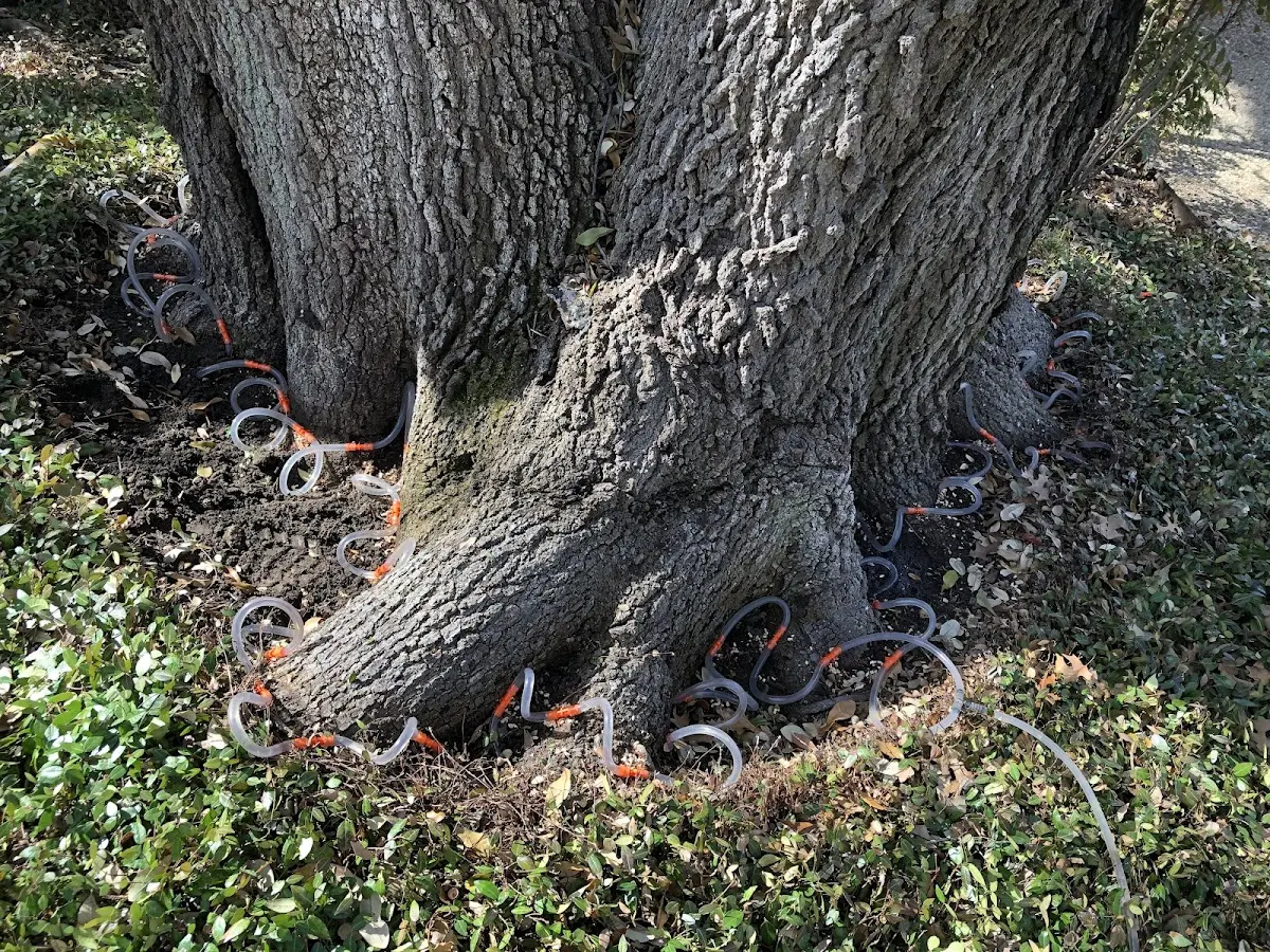Detailed Tree Cabling and Bracing job site in Merna