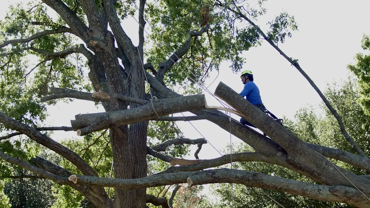 Professional Crown Thinning performed by certified arborists in Merna